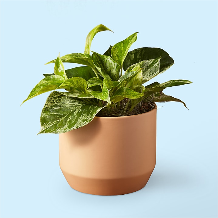 product image for Golden Pothos