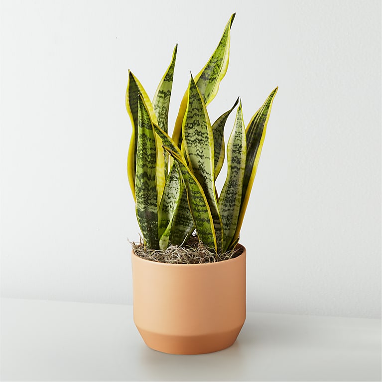 Snake Plant