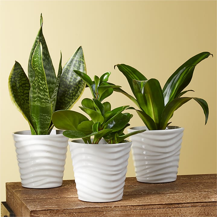 product image for Clean Air Plant Trio