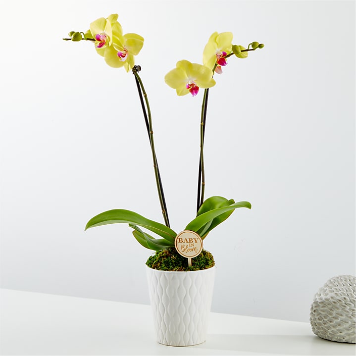 product image for Baby in Bloom Yellow Orchid
