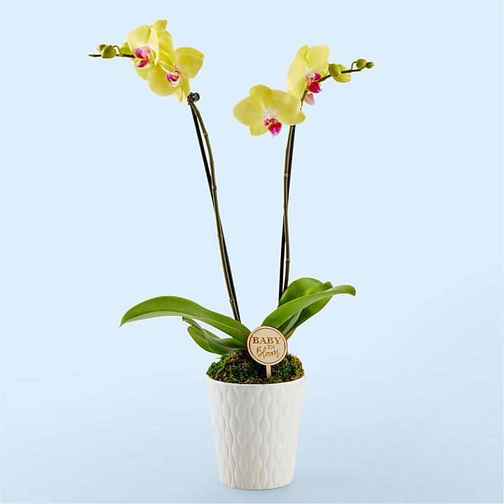 product image for Baby in Bloom Yellow Orchid
