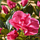 Pink Azalea in Maple Leaf Pot