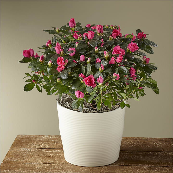 product image for Pink Azalea Plant