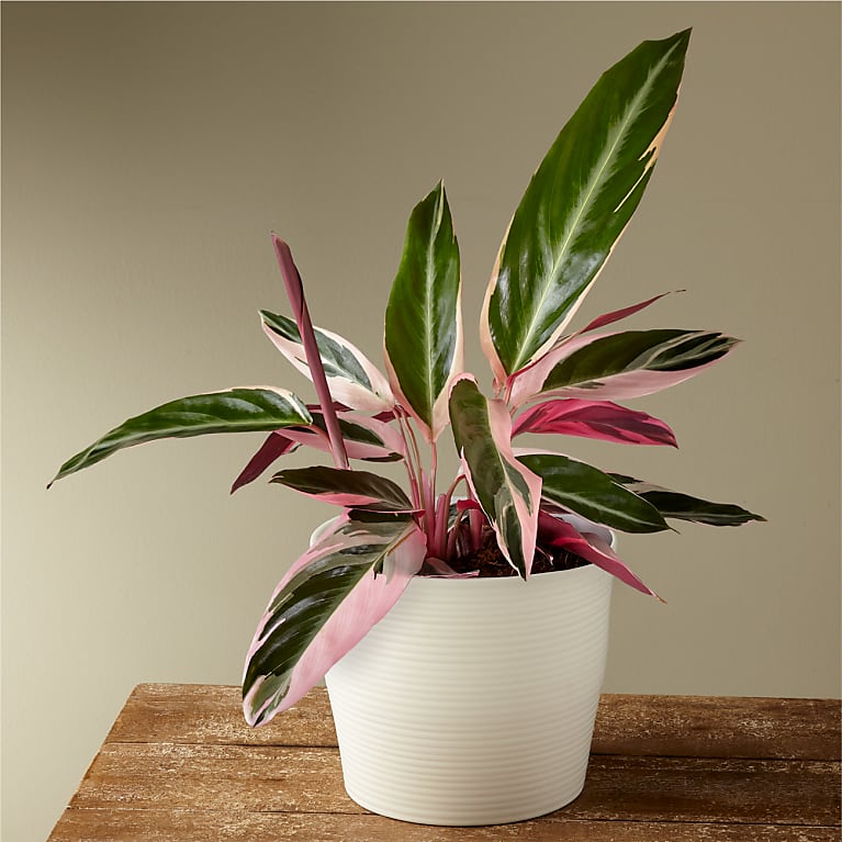 Calathea Stromanthe Triostar