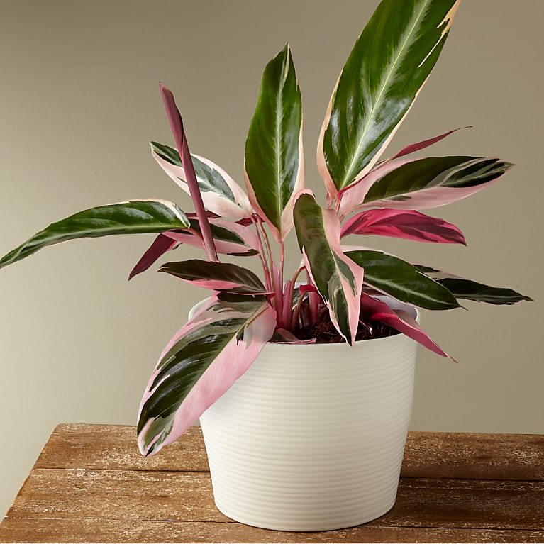 Calathea Stromanthe Triostar