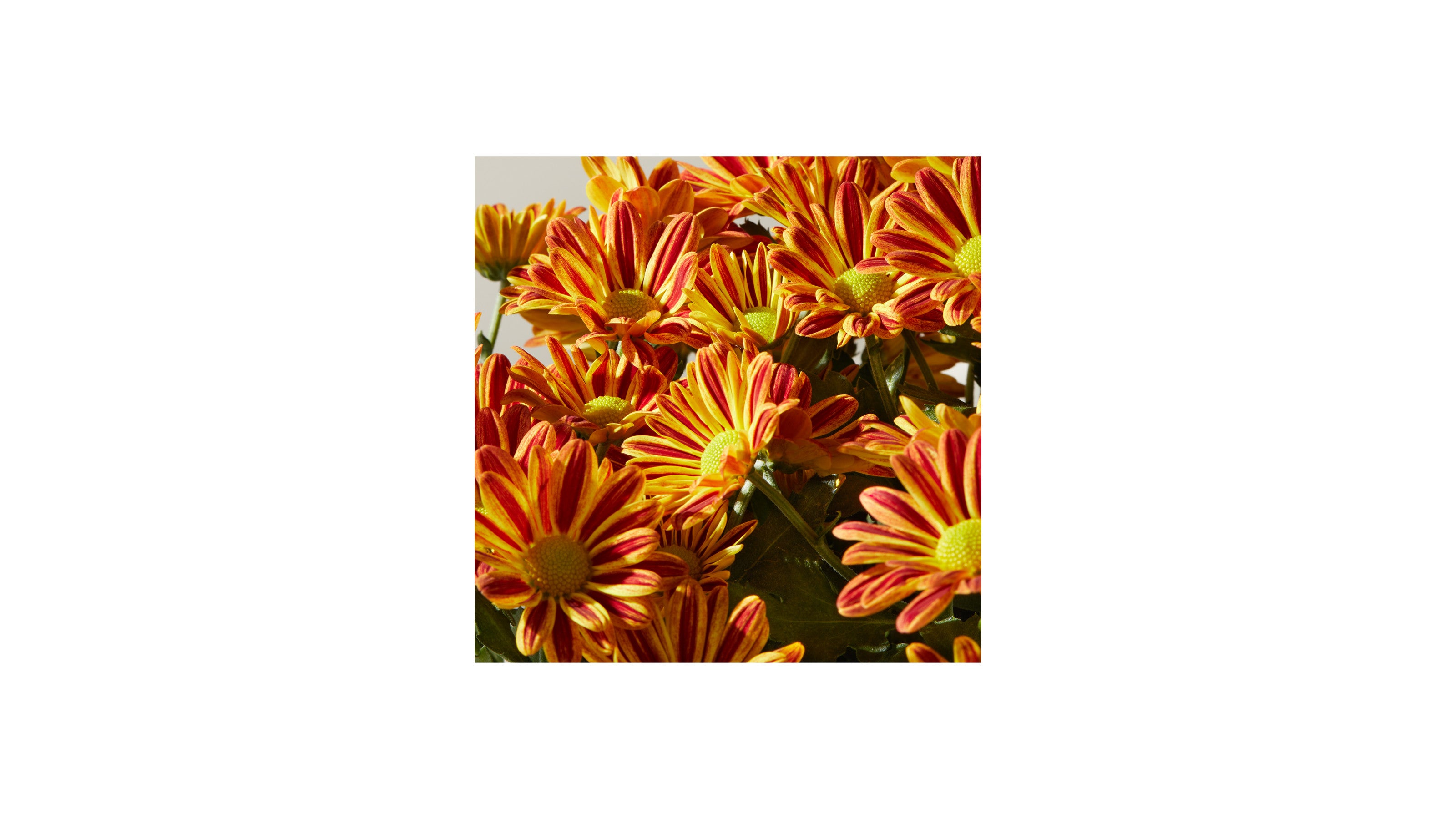 Proflowers Flower Delivery Coupon Codes 2022 | Proflowers