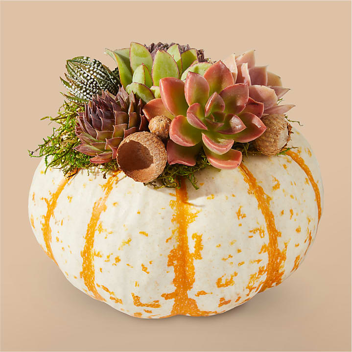 product image for Live Pumpkin Succulent Garden