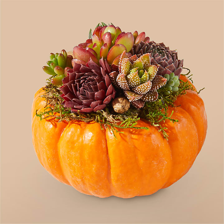 product image for Live Pumpkin Succulent Garden Mini