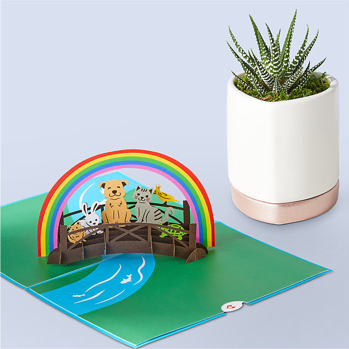product image for Zebra Haworthia Succulent & Rainbow Bridge Lovepop® Pop-Up Card