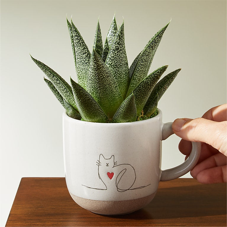 Haworthia Succulent in Cat Love Mug