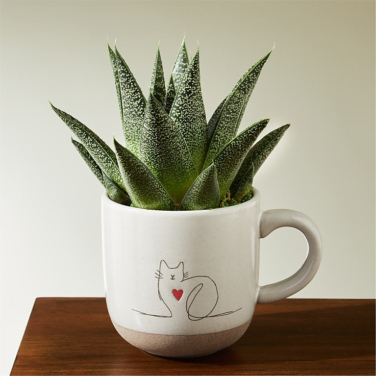 Haworthia Succulent in Cat Love Mug