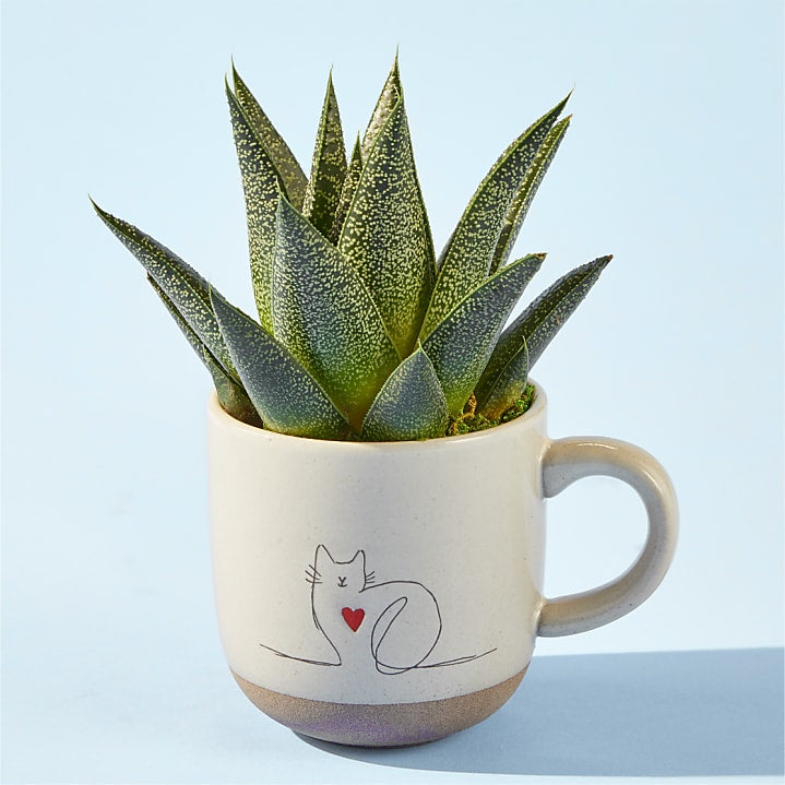 product image for Haworthia Succulent in Cat Love Mug