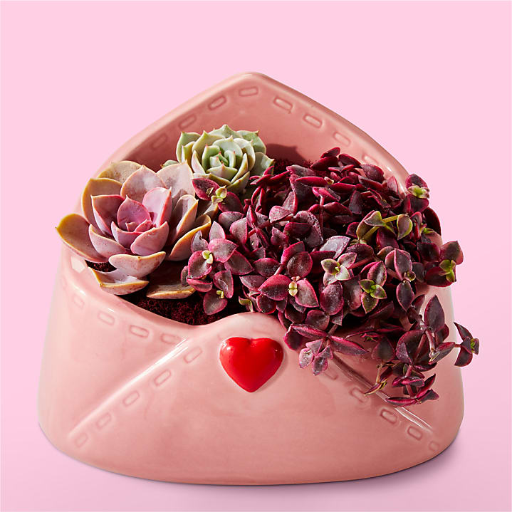product image for Love Letter Succulent Garden