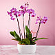 Love & Orchids Garden - Thumbnail 1 Of 3
