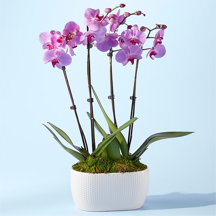 product image for Pink Orchid Garden