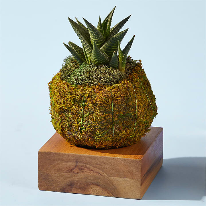 product image for Haworthia Succulent Kokedama