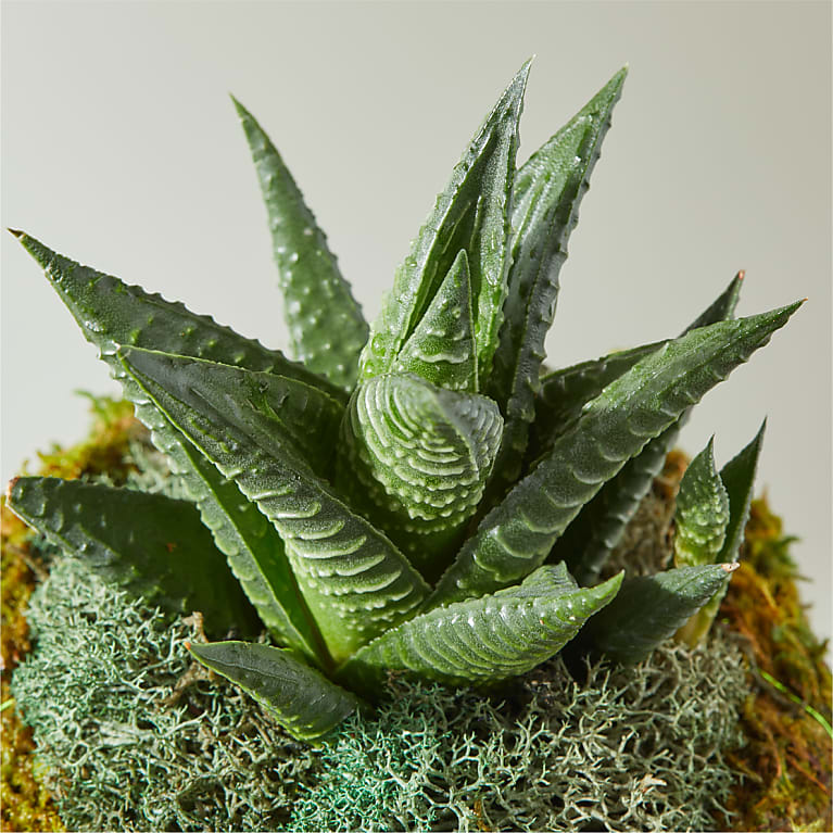 Haworthia Succulent Kokedama