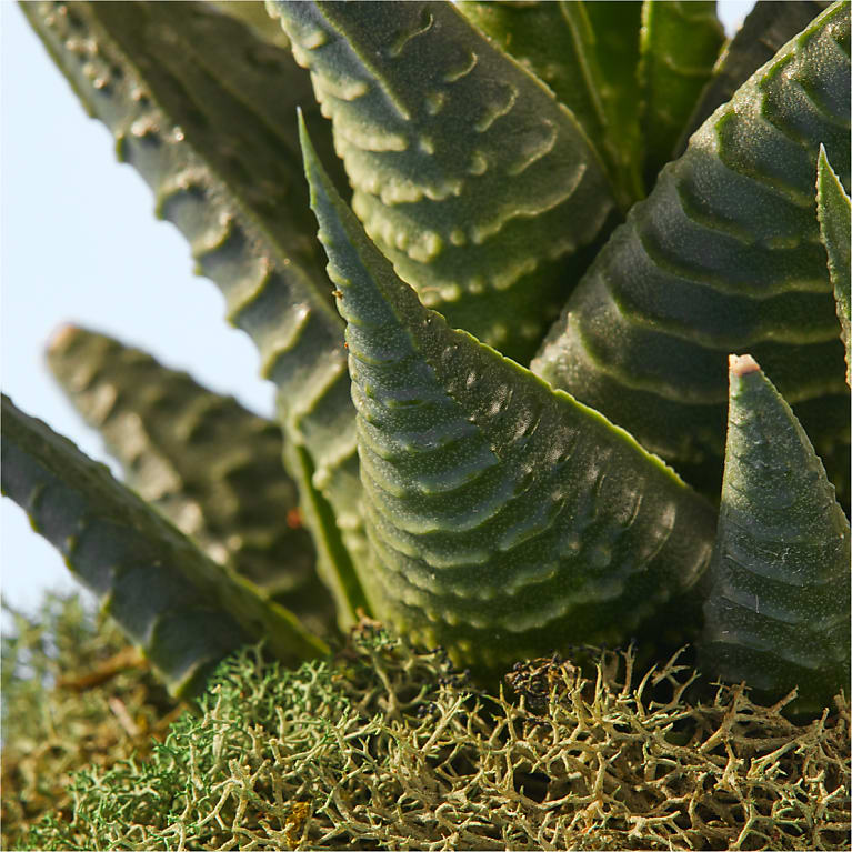 Haworthia Succulent Kokedama