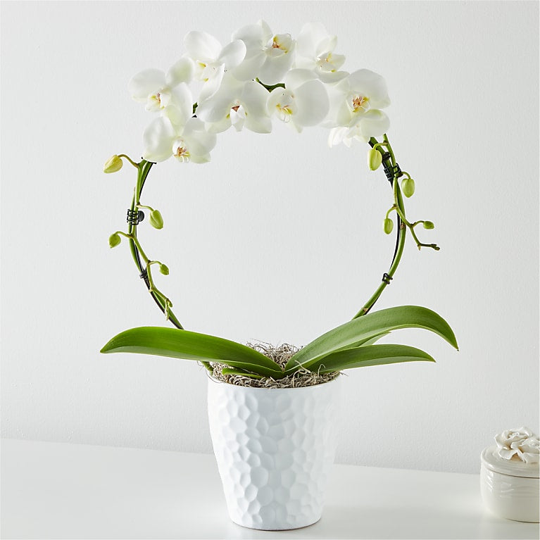 White Hoop Orchid & Happy Mother's Day Pick