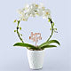 White Hoop Orchid & Happy Mother's Day Pick