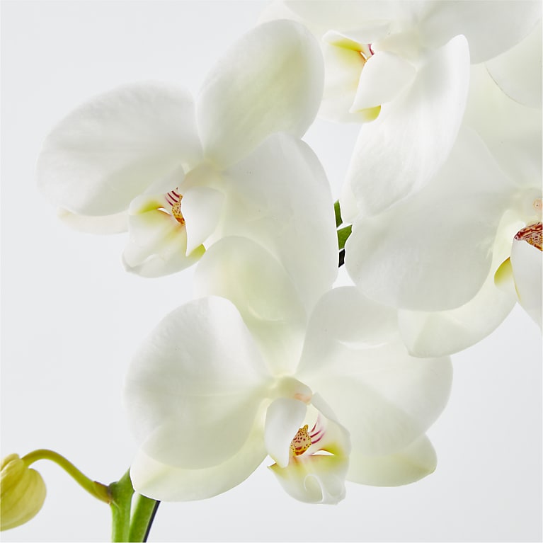 White Hoop Orchid & Happy Mother's Day Pick