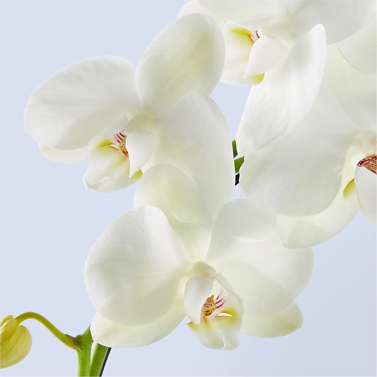White Hoop Orchid & Happy Mother's Day Pick