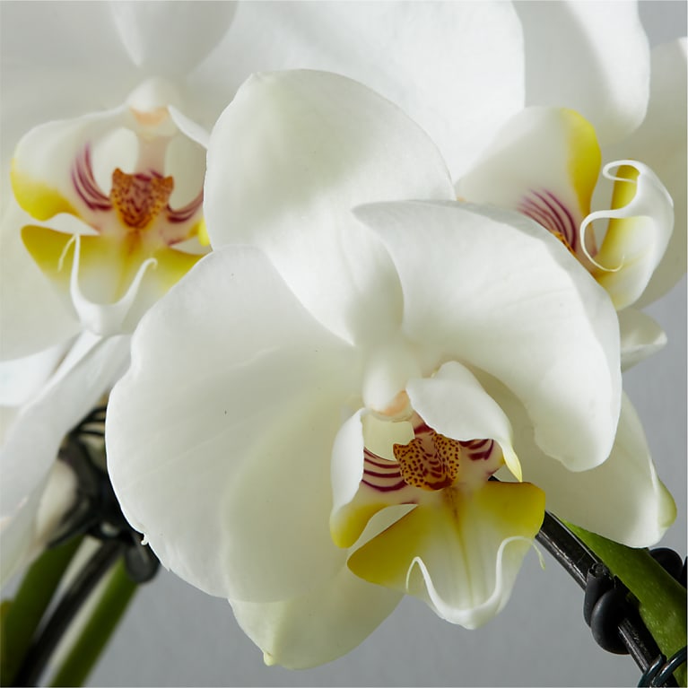 White Hoop Orchid