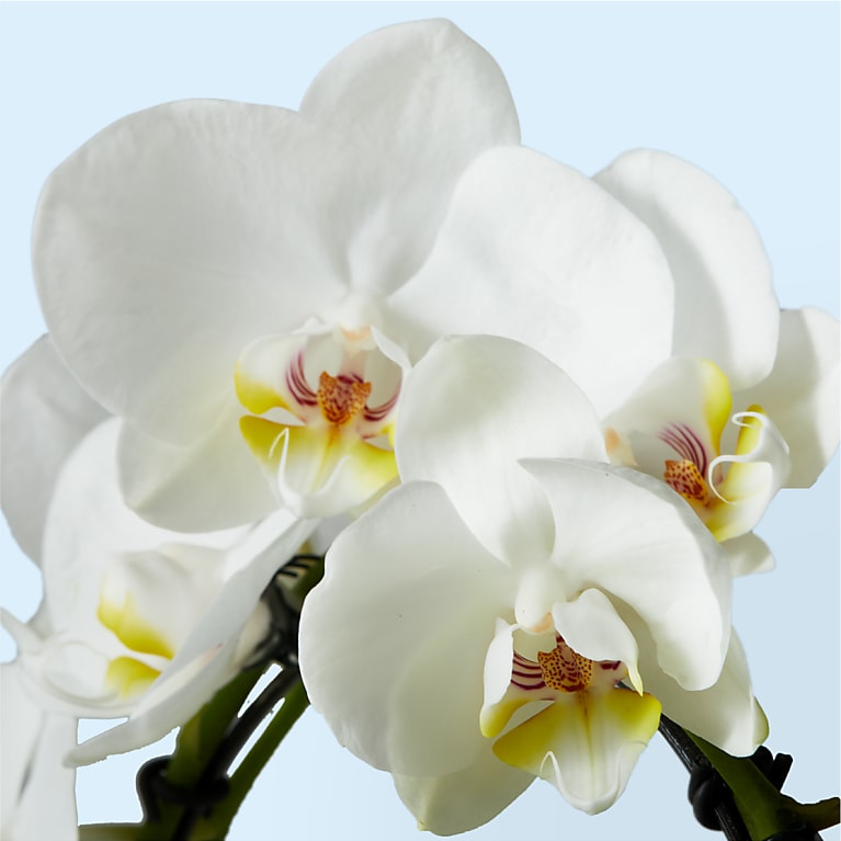 White Hoop Orchid