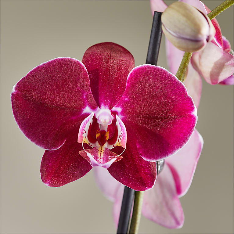 Purple Orchid & Rattlesnake Calathea Garden