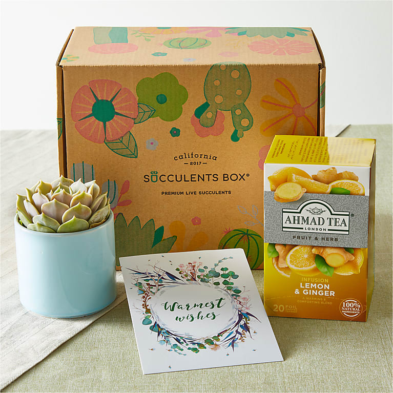 Warmest Wishes Succulent Gift Box