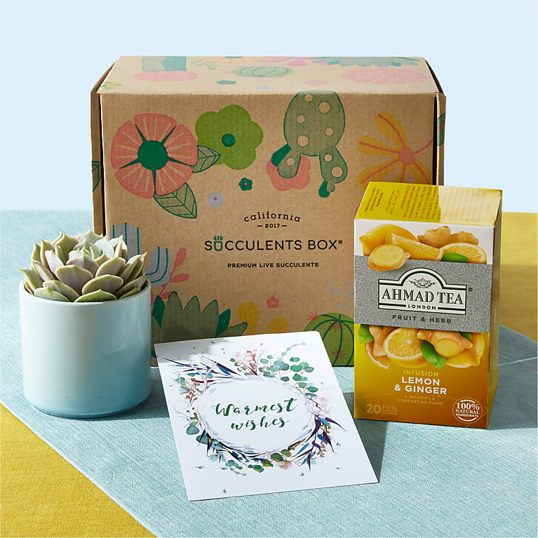 1st Mother's Day Gift, Congrats On Your New Baby, New Mama Succulent Gift  Box, First Mother's Day Gift Set, Live Succulent Care Package