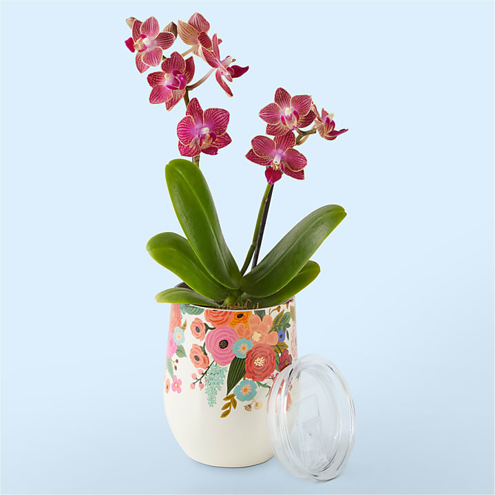 product image for Salmon Orchid in Corkcicle® Cup