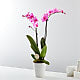 Baby in Bloom Pink Orchid