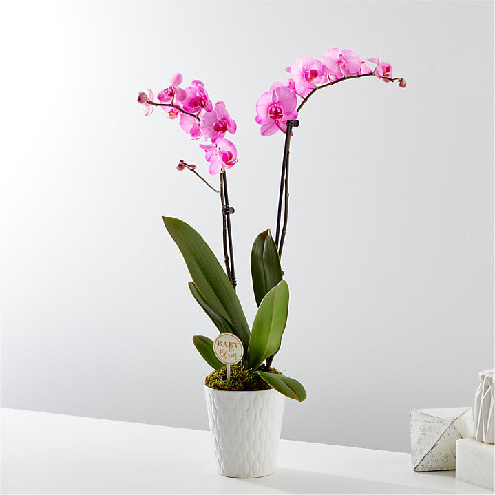 product image for Baby in Bloom Pink Orchid