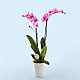 Baby in Bloom Pink Orchid