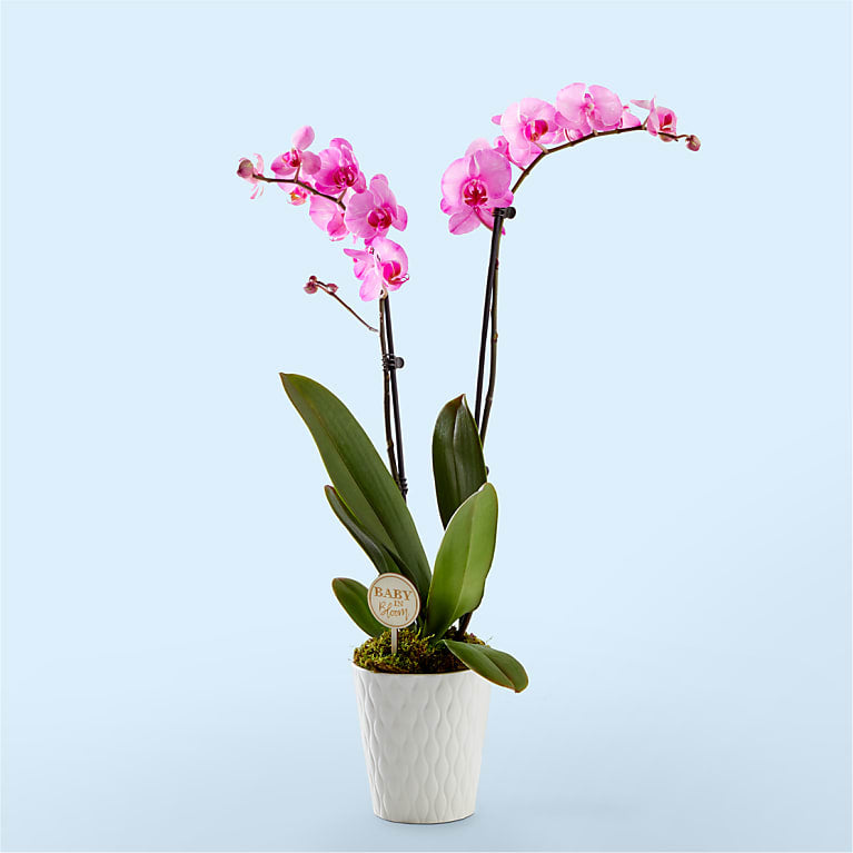 Baby in Bloom Pink Orchid
