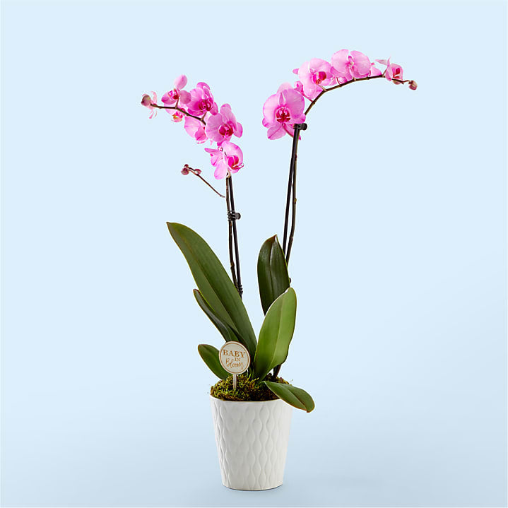 product image for Baby in Bloom Pink Orchid