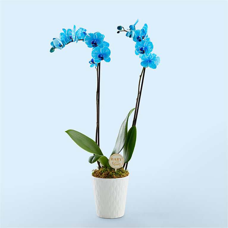 Baby in Bloom Blue Orchid