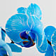 Baby in Bloom Blue Orchid