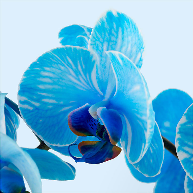 Baby in Bloom Blue Orchid