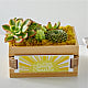 Sending Sunshine Succulent Crate