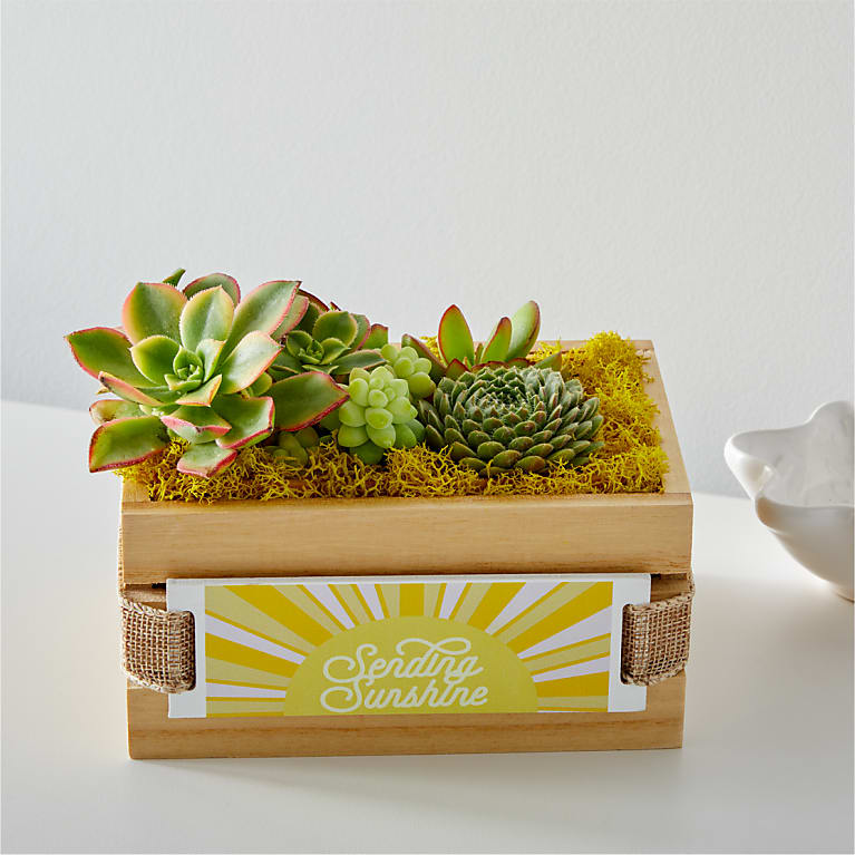 Sending Sunshine Succulent Crate