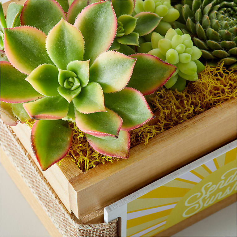 Sending Sunshine Succulent Crate