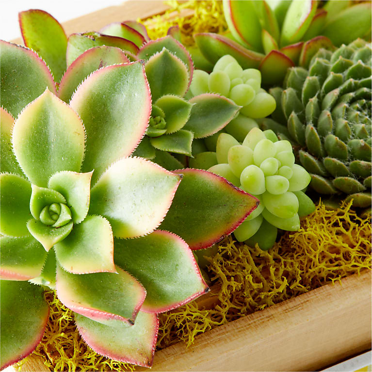 Sending Sunshine Succulent Crate