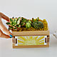 Sending Sunshine Succulent Crate