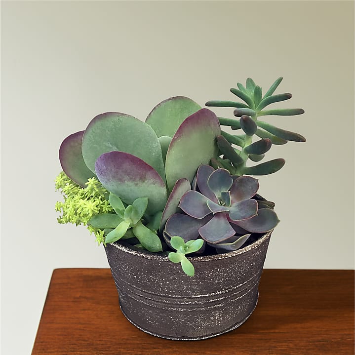 product image for Lush Succulent Garden