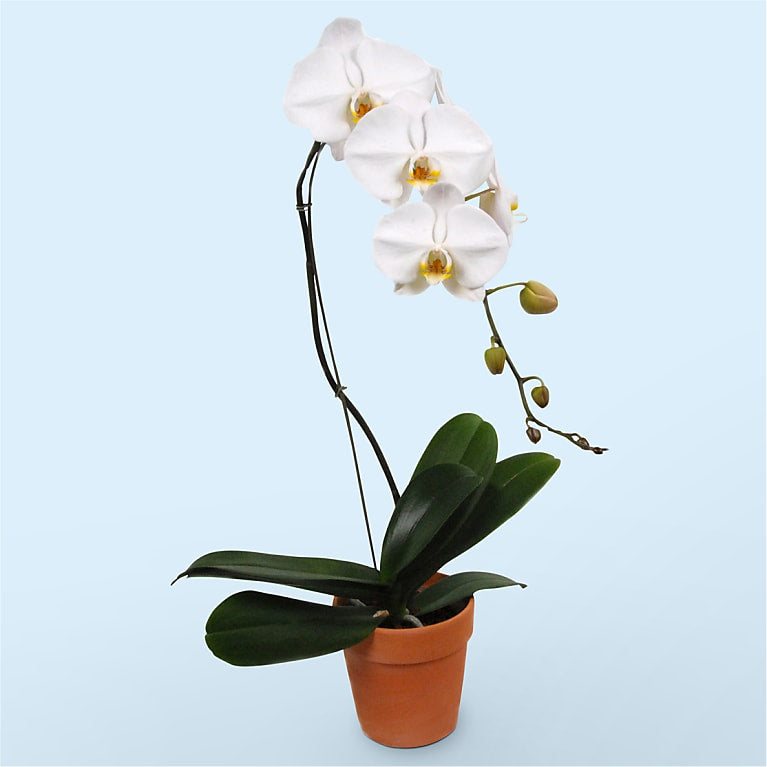 White Cascading Orchid