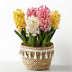 Pastel Beauty Hyacinth Bulb Garden