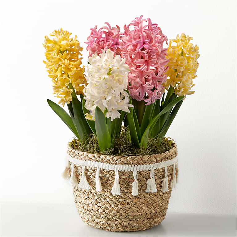 Pastel Beauty Hyacinth Bulb Garden