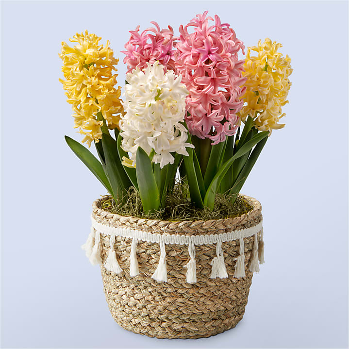 Pastel Beauty Hyacinth Bulb Garden